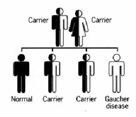 Gaucher Disease - Physiopedia