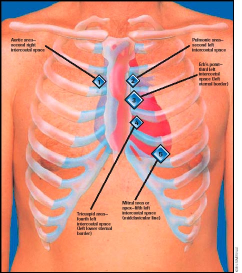 anterior chest auscultation