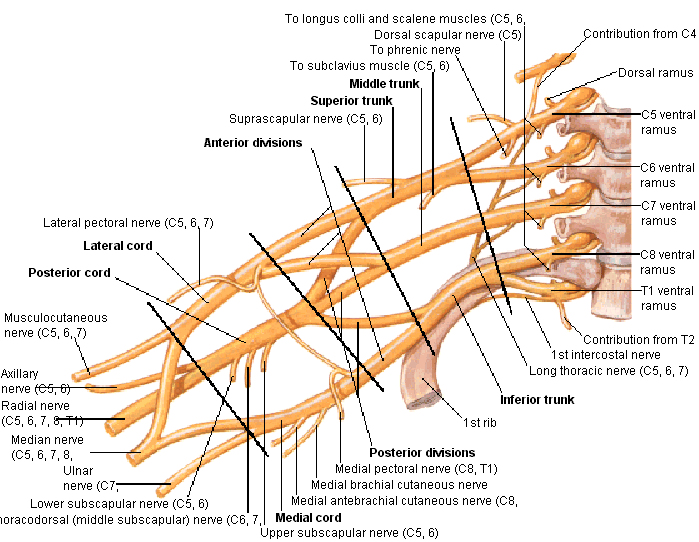 Brachial Plexus And Muscle Innervation Chart And Imag Vrogue Co