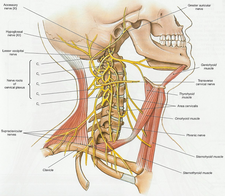 Cervical Plexus Physiopedia Universal Access To Physiotherapy Knowledge