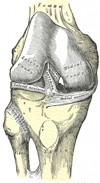 Anterior Cruciate Ligament (ACL) - Structure and Biomechanical