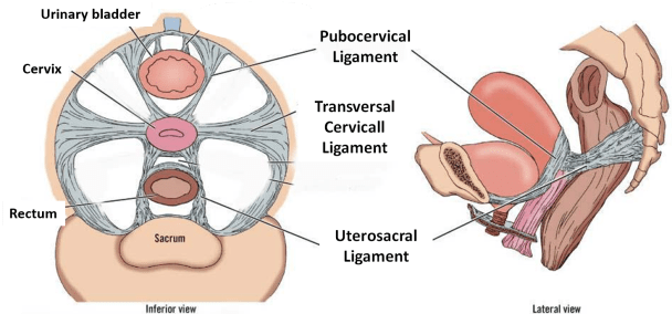 File:Ligaments-uterus.png