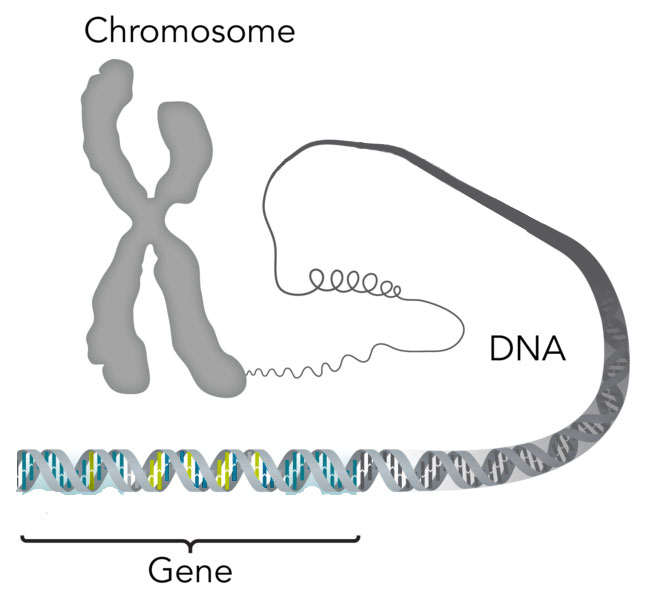 File:Chromosome-DNA-gene copy.jpg