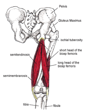 Image of hamstring muscles