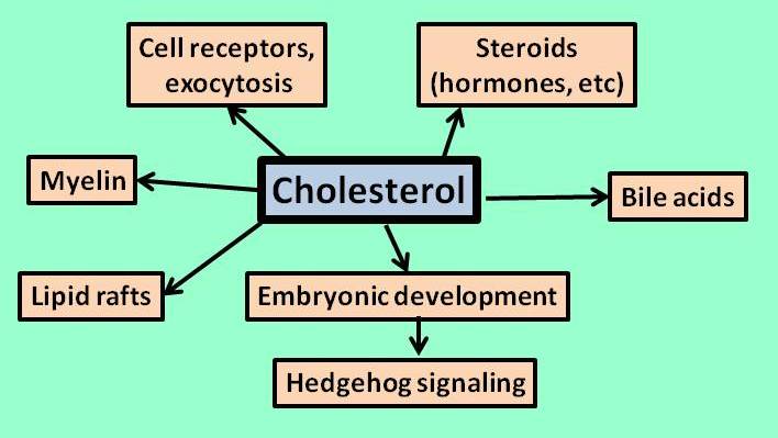 File:Cholesterolfunction.jpg
