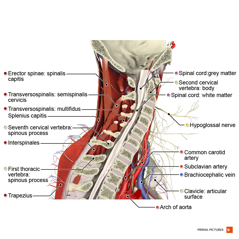 Effect of 9-month Pilates program on sagittal spinal curvatures