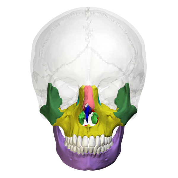File:Facial bones - anterior view02.png