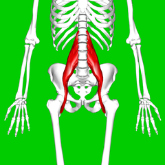 File:240px-Psoas major muscle11.png