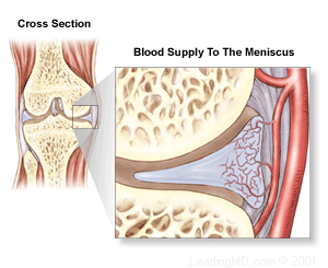 File:Meniscal blood supply.gif
