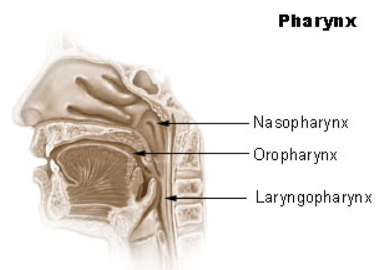 File:Pharynx.png