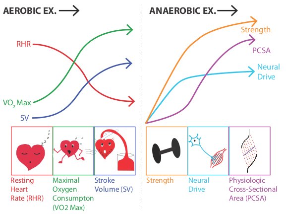 File:Aerobic Anaerobic Exercise Adaptations.jpeg
