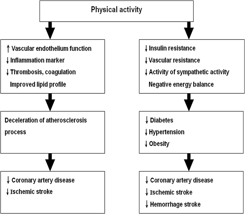 Potential-mechanisms-of-physical-activity-that-help-in-reducing-the-risk-of.png
