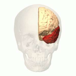File:Temporal lobe animation.gif