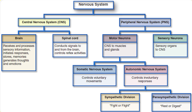 Central Nervous System Diagram / Nervous System Anatomy And Physiology Nurseslabs - Oligodendrocytes and schwann cells have similar functions in the cns and pns, respectively.