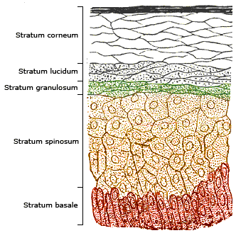 File:Skinlayers.png