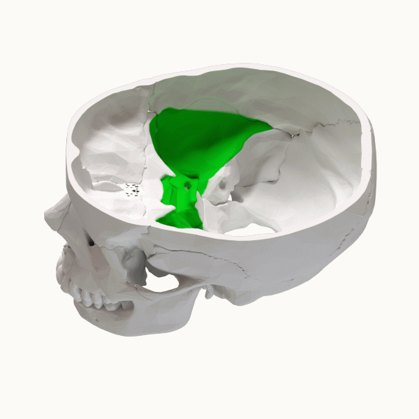 File:Middle cranial fossa - animation.gif