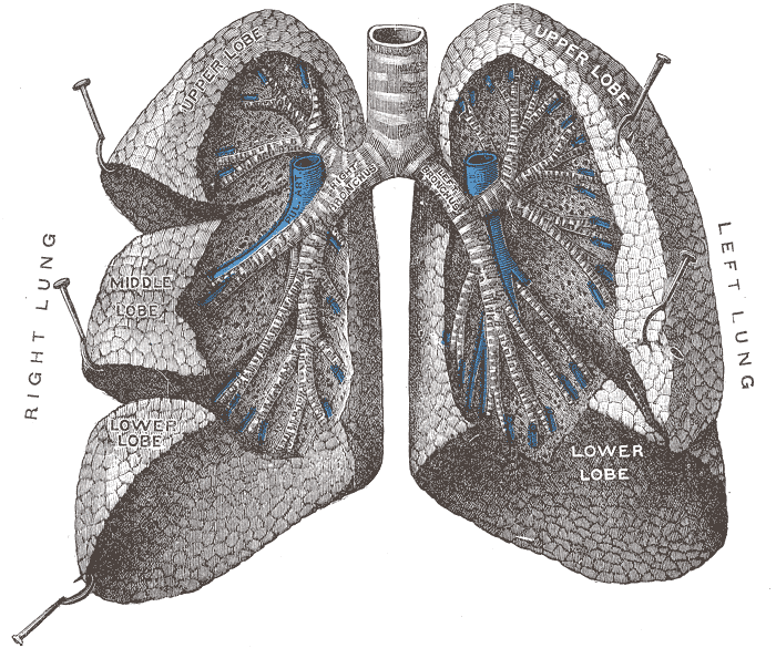 File:Lungs.png
