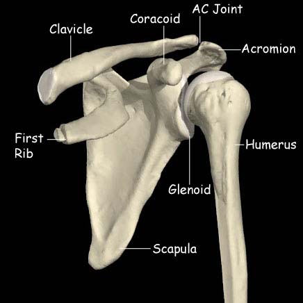File:Anatomy shoulder.jpg