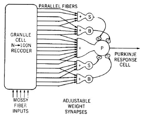 File:Model of Cerebellar circuits.jpeg