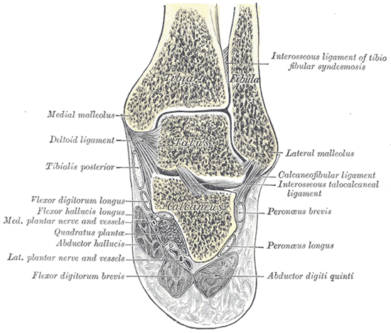 File:Cross-section of ankle.png