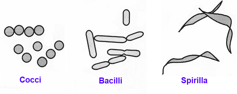 File:Bacteria shapes 01.png
