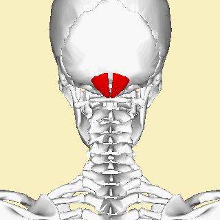 Rectus capitis posterior minor muscle animation small.gif
