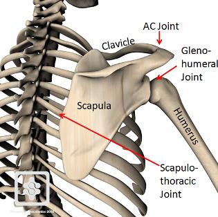 spine of scapula