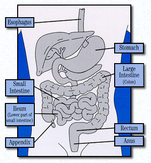 File:What is Crohn's disease.jpg