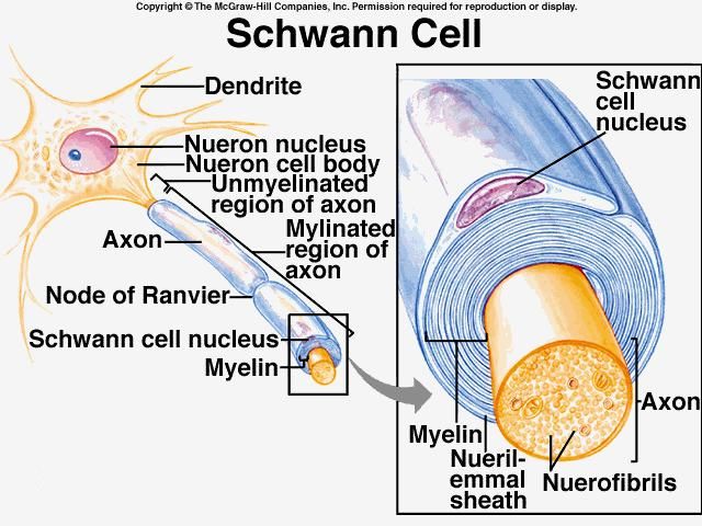File:Schwann Cell 1.jpg