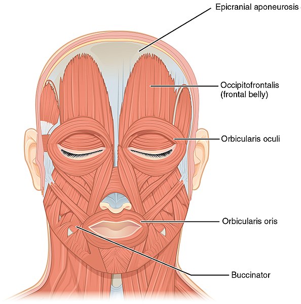 File:Front Views of the Muscles of Facial Expressions.jpg