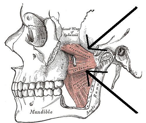 File:Lateral pterygoid.png