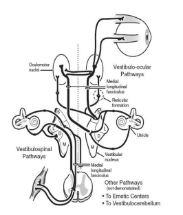 Vestibular organ and its three pathways.png