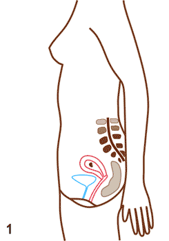 Pelvic Girdle Pain during pregnancy - Progressive care