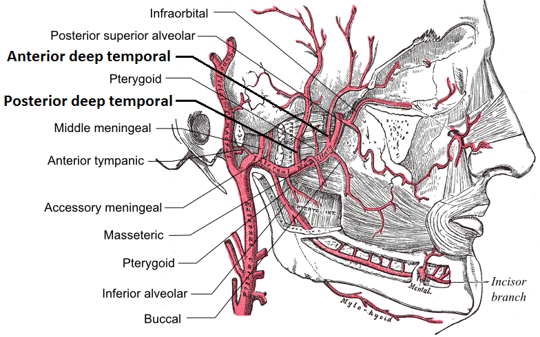 File:Deep temporal arteries.png