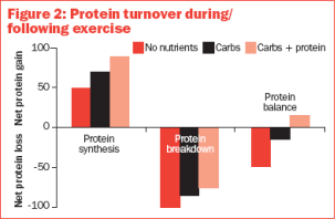 Protein turnover.png