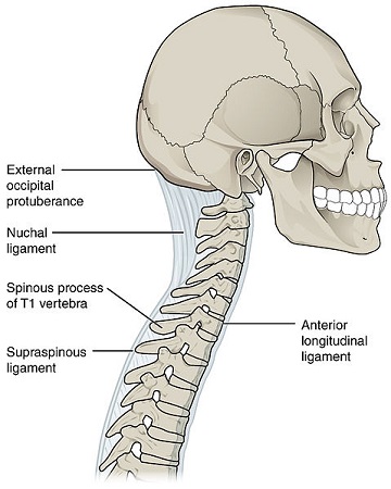 cervical vertebrae anatomy ligaments