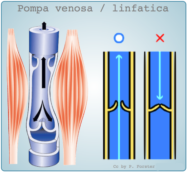 File:Pompe venosa - linfatiche.png