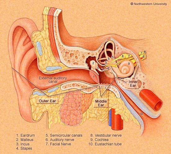 File:Anatomy of the peripheral vestibular system.jpg