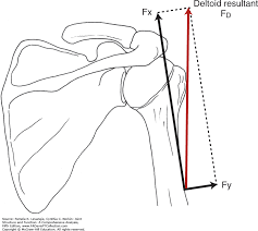 File:Line of action of three parts of deltoid .png