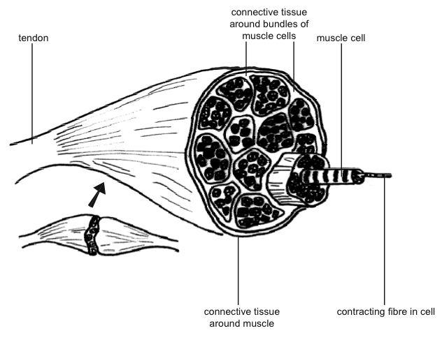 File:Muscle structure .jpg