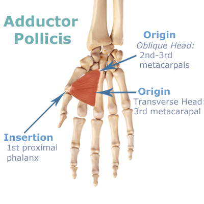 File:Adductor pollicis- origin and insertion .png