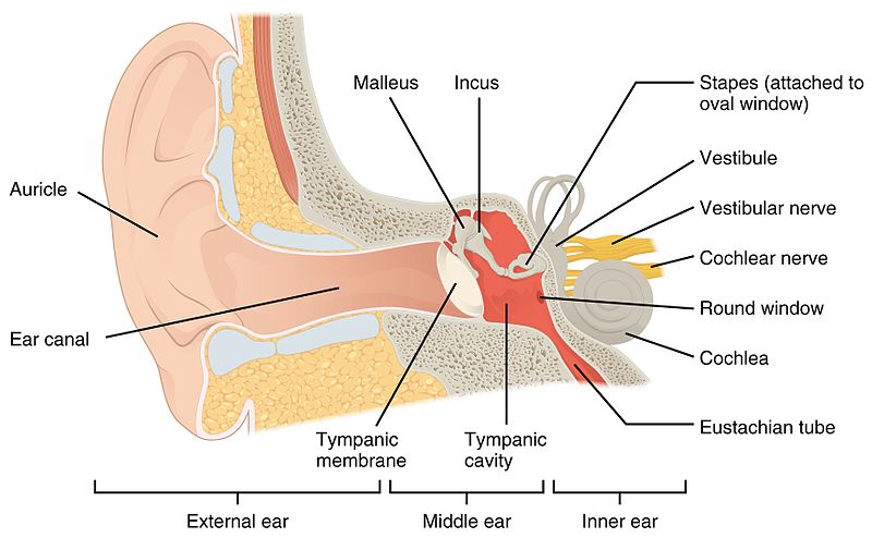 File:1404 The Structures of the Ear.jpg