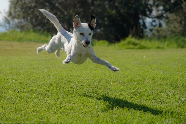 File:Dog jumping.jpeg