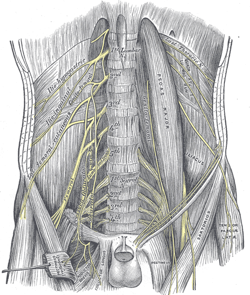 File:Lumbar plexus in abdominal cavity.png