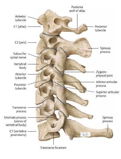 File:Cervical spine anatomy.jpg