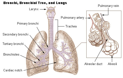 File:Lung anatomy nci 407.jpg