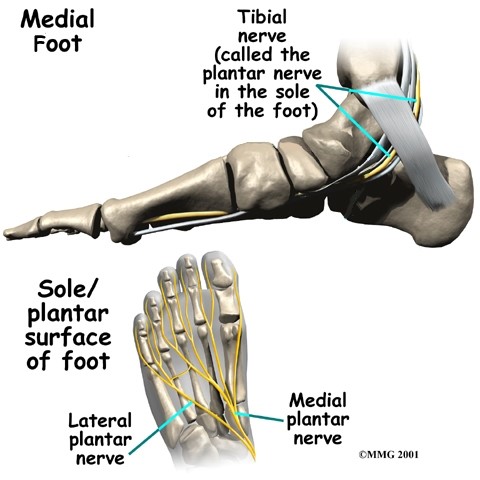 File:Anatomy ankle and foot 4.jpg
