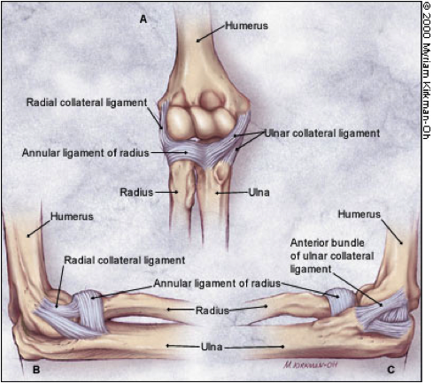 File:Elbow Ligaments.png