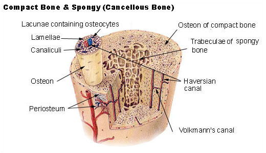 Bone physiology.