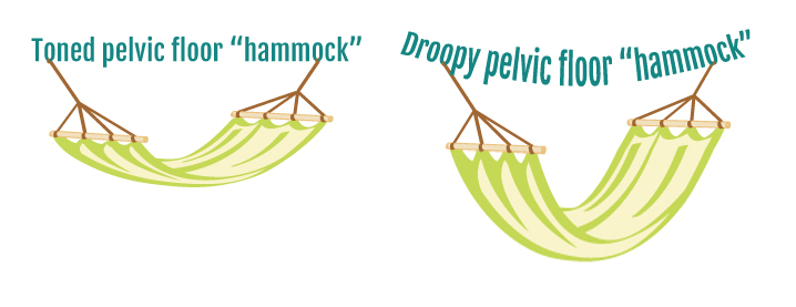 File:Pelvic-floor-muscles hammock.jpg